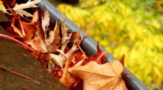 leaves in gutter