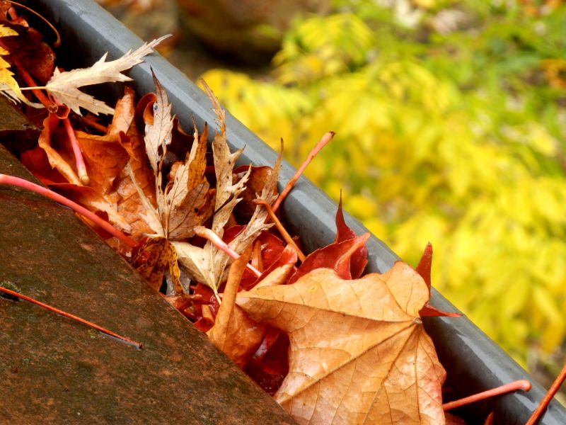 gutter with leaves in it 